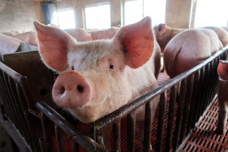 ULTIMA ORĂ /// China INTERZICE importurile de carne de porc din R. Moldova ULTIMA ORĂ /// China INTERZICE importurile de carne de porc din R. Moldova