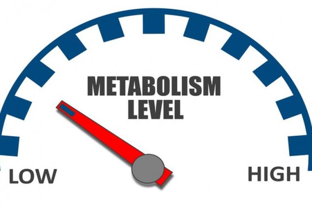 metabolismul lent și pierderea în greutate