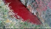 Imagini de coșmar: Apele unui râu din Coreea de Sud s-au umplut de sânge