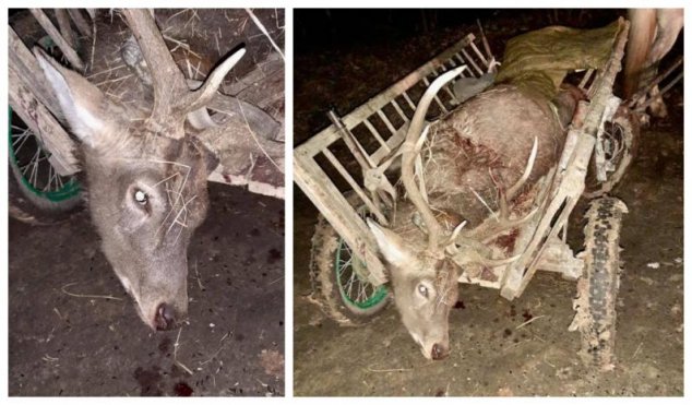FOTO // Un cerb nobil înscris în Cartea Roșie, vânat de braconieri la Strășeni. Potrivit unor informații, poliția locală ar încerca să mușamalizeze cazul FOTO // Un cerb nobil înscris în Cartea Roșie, vânat de braconieri la Strășeni. Potrivit unor informații, poliția locală ar încerca să mușamalizeze cazul