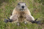 Rusia interzice vânătoarea de marmote, după ce China a emis o alertă sanitară pentru ciuma bubonică