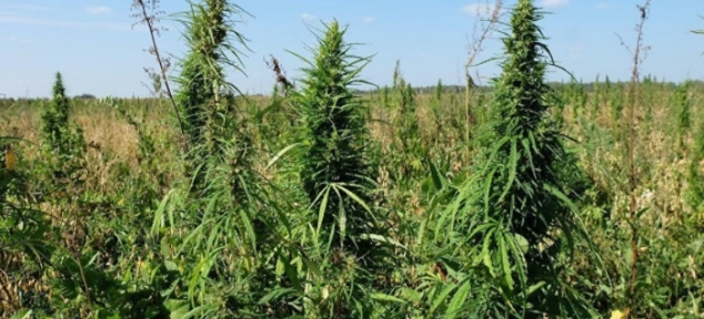 „Ruskii mir”- Polițiștii din Pskov au cultivat marijuana pentru a o „planta” suspecților „Ruskii mir”- Polițiștii din Pskov au cultivat marijuana pentru a o „planta” suspecților