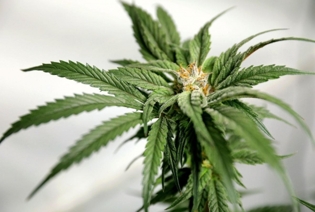 Luxemburg va deveni prima țară din Europa care va legaliza marijuana
